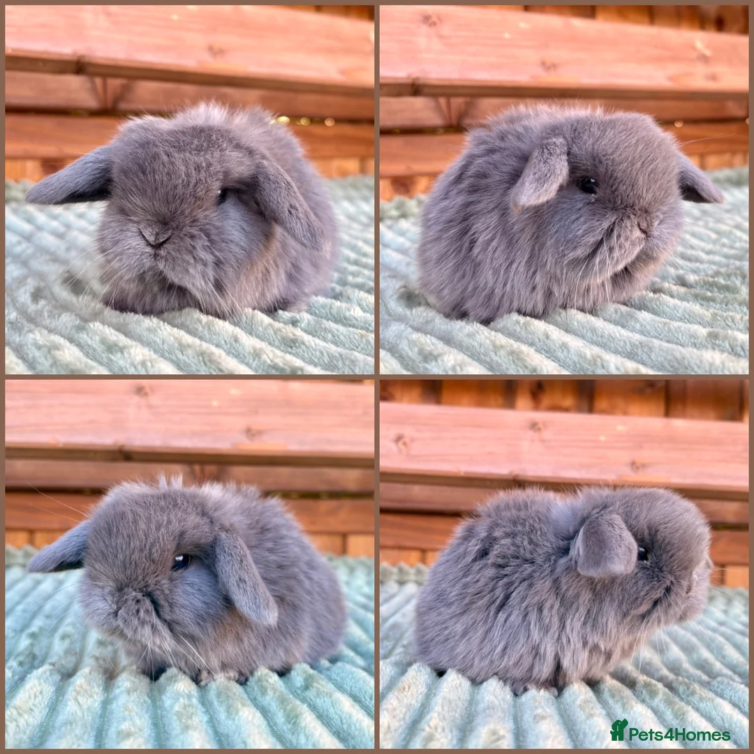 Mini Lop rabbits for sale: Mini Lop Baby Bunnies 🌸 - Advert 2