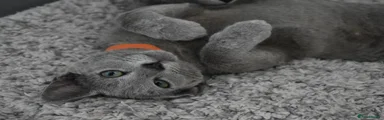 Russian Blue Boy | Orange