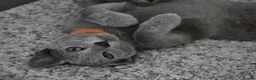 Russian Blue cats for sale: Beautiful Russian Blue Kittens – Ready Now in Amersham - Advert 10