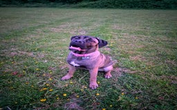 Cane Corso dogs for sale: Cane corso for sale  - Image 1