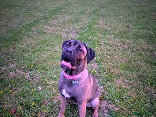 Cane Corso dogs - Advert 21