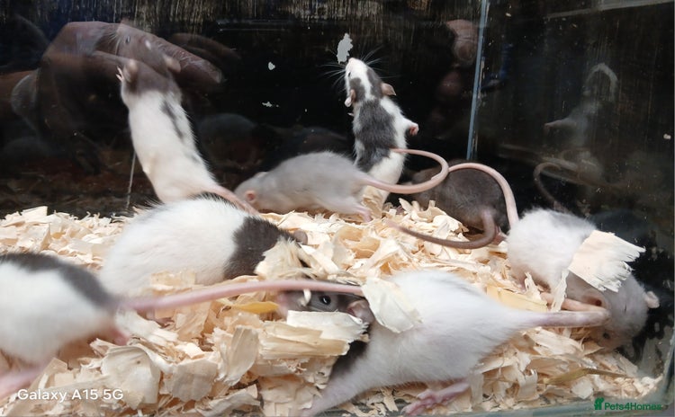 Rat rodents - Advert 1