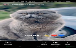 British Shorthair cats for sale: Beautiful kittens British short/Scottish fold - Image 3