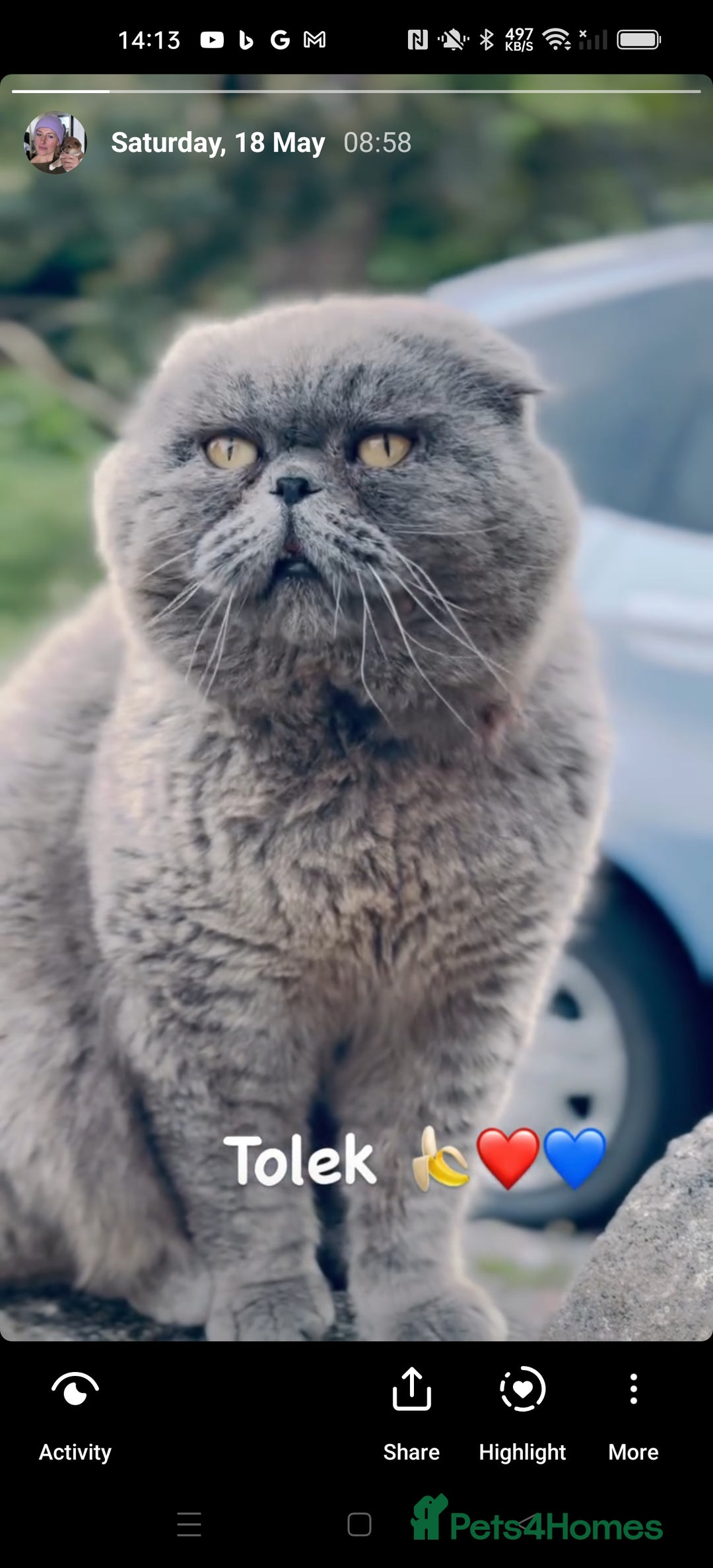 British Shorthair cats for sale: Beautiful kittens British short/Scottish fold - Image 3