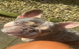 French Bulldog dogs for sale: french bulldog  - Image 3