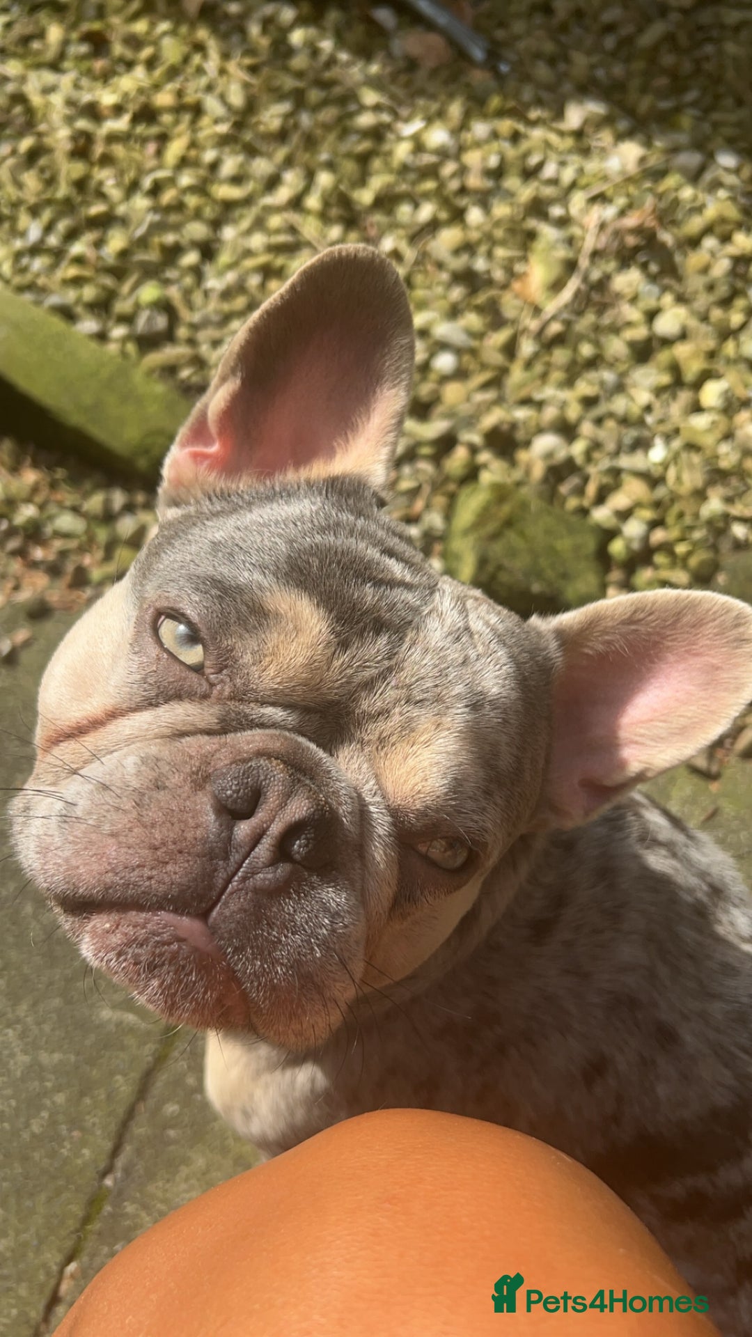 French Bulldog dogs for sale: french bulldog  - Image 3