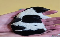 Cavalier King Charles Spaniel dogs for sale: KC REG CAVALIER KING CHARLES SPANIEL PUPPIES - Image 6