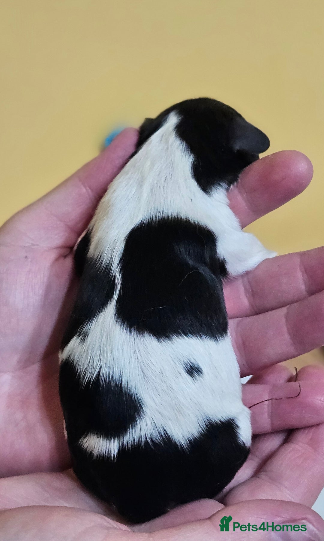 Cavalier King Charles Spaniel dogs for sale: KC REG CAVALIER KING CHARLES SPANIEL PUPPIES - Image 6