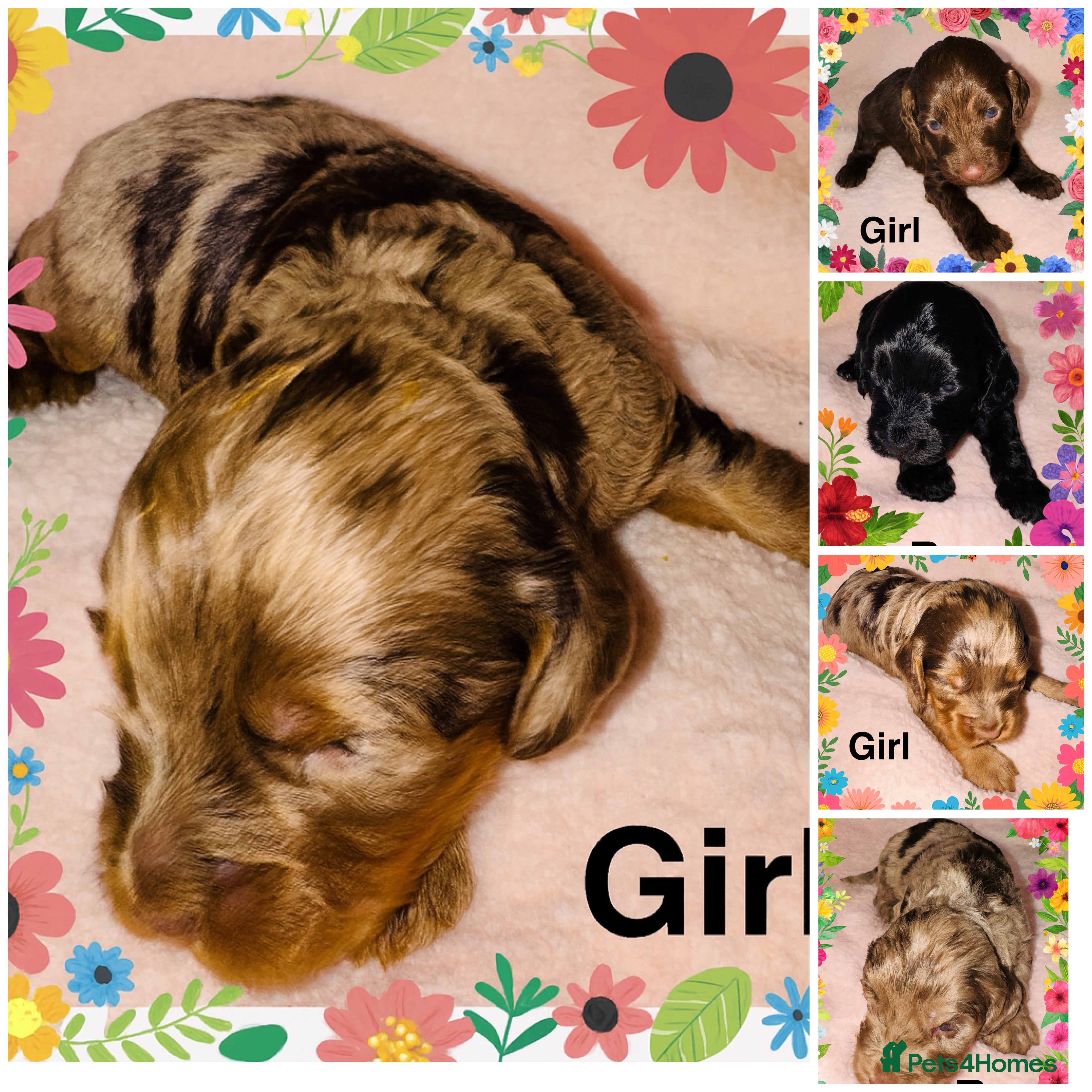 Cockapoo dogs ❤️DNA Tested F1 Rare Merle Cockapoos,Ready 4th Feb - Advert 6