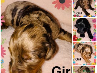 Cockapoo dogs ❤️DNA Tested F1 Rare Merle Cockapoos,Ready 4th Feb - Advert 6