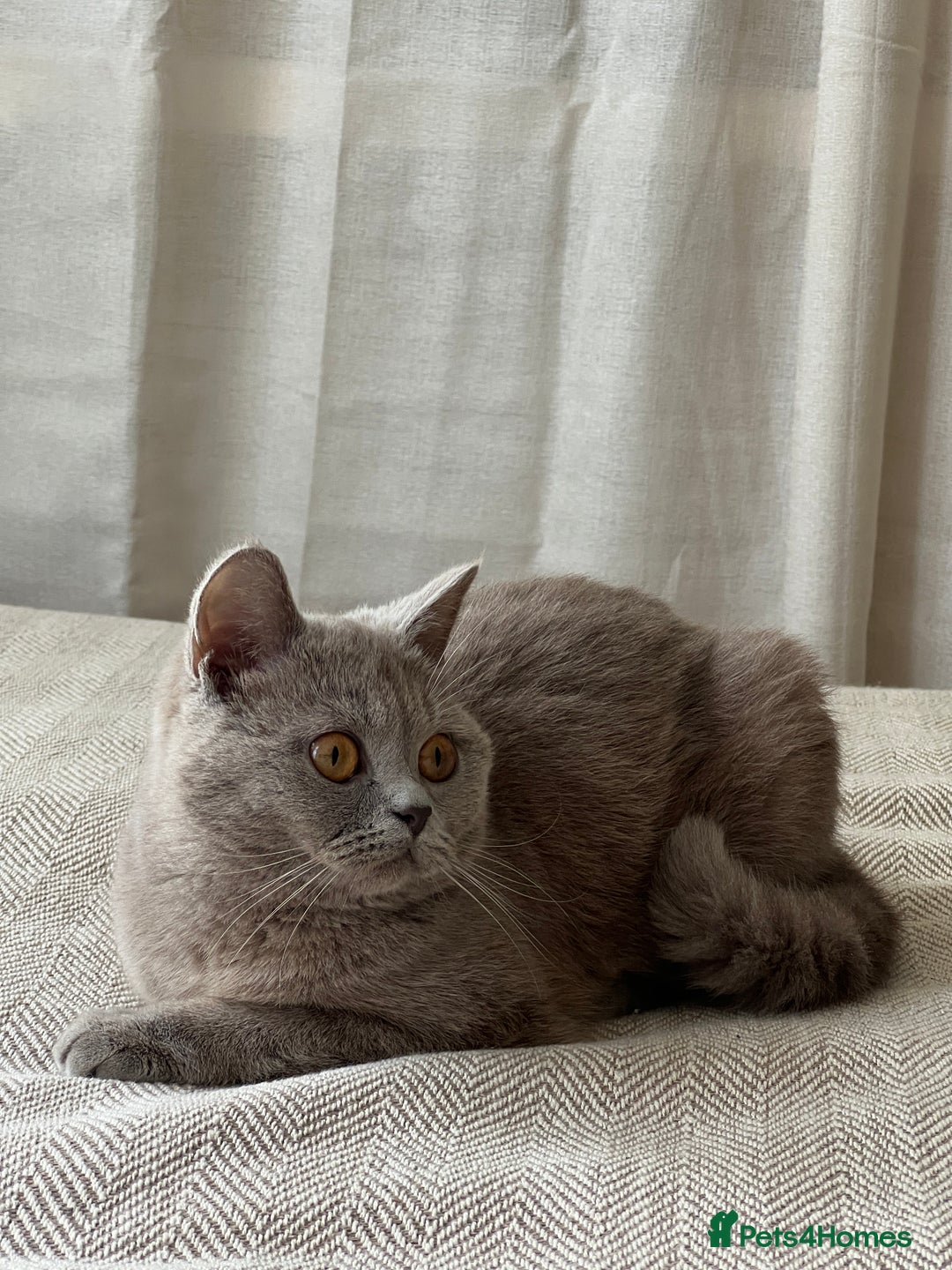 British Shorthair cats for sale: 2 Pedigree British Shorthair Chocolate Boys  - Image 8