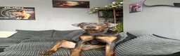 Mixed Breed dogs for sale: Doberman Rottweiler cross for sale  - Advert 1