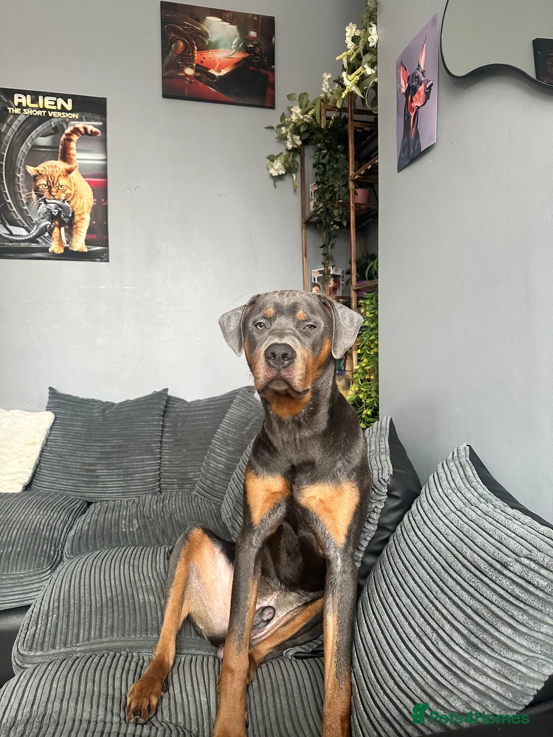 Mixed Breed dogs for sale: Doberman Rottweiler cross for sale  - Advert 1