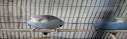 Budgerigars birds for sale: Baby budgies in Stroud - Advert 1