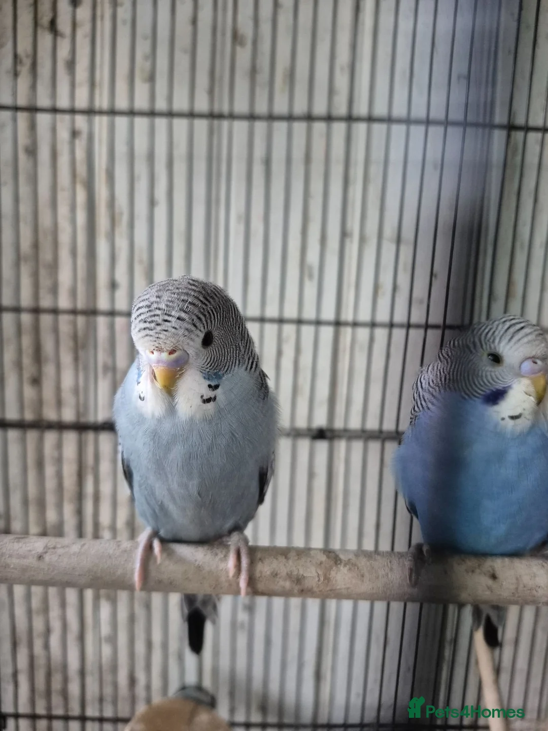 Budgerigars birds for sale: Baby budgies in Stroud - Advert 1