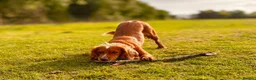 Cocker Spaniel dogs for sale: KC Reg Working Cocker Spaniel Puppies – Ready Soon - Advert 3