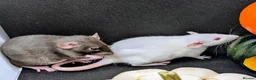 Rat rodents for sale: 4 female baby dumbo rats available  - Advert 6