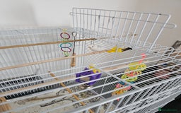 Budgerigars birds for sale: Young Female Budgie with large cage & accessories - Image 5