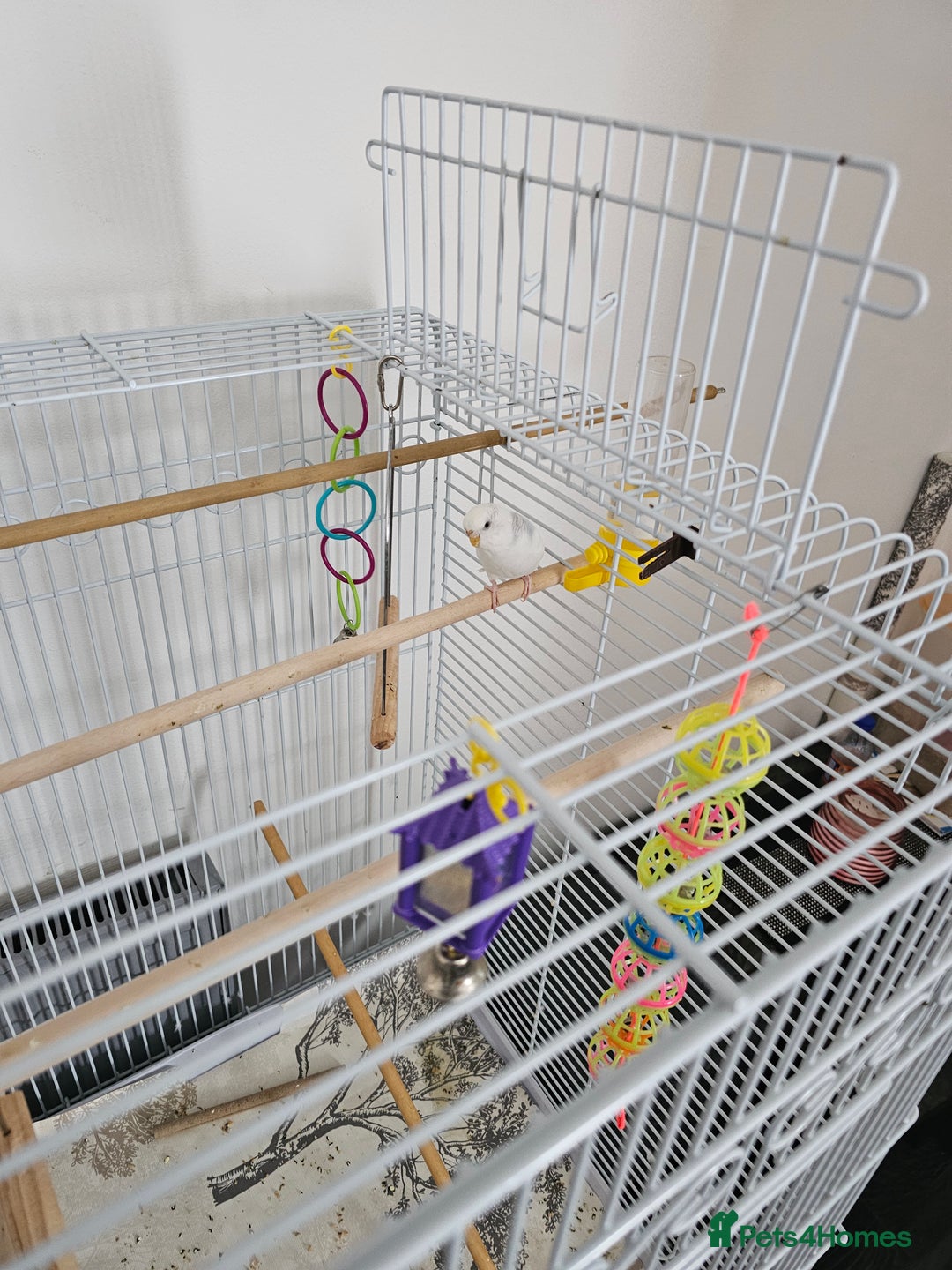 Budgerigars birds for sale: Young Female Budgie with large cage & accessories - Image 5