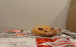 Hamster rodents for sale: Long haired Rex Male Hamster - Image 1