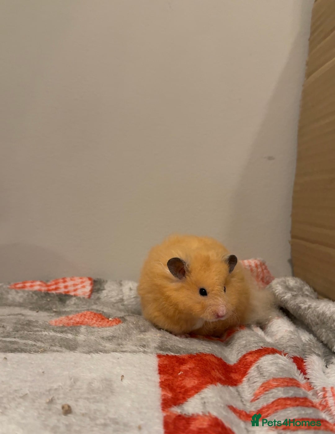 Hamster rodents for sale: Long haired Rex Male Hamster - Image 1
