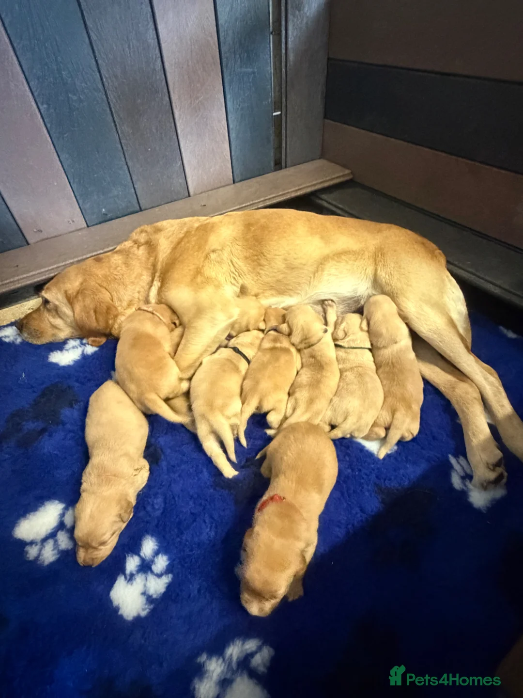 Labrador Retriever dogs for sale: Beautiful Fox Red Family Labradors Working Lines - Advert 1