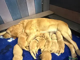 Labrador Retriever dogs Beautiful Fox Red Family Labradors Working Lines - Advert 2