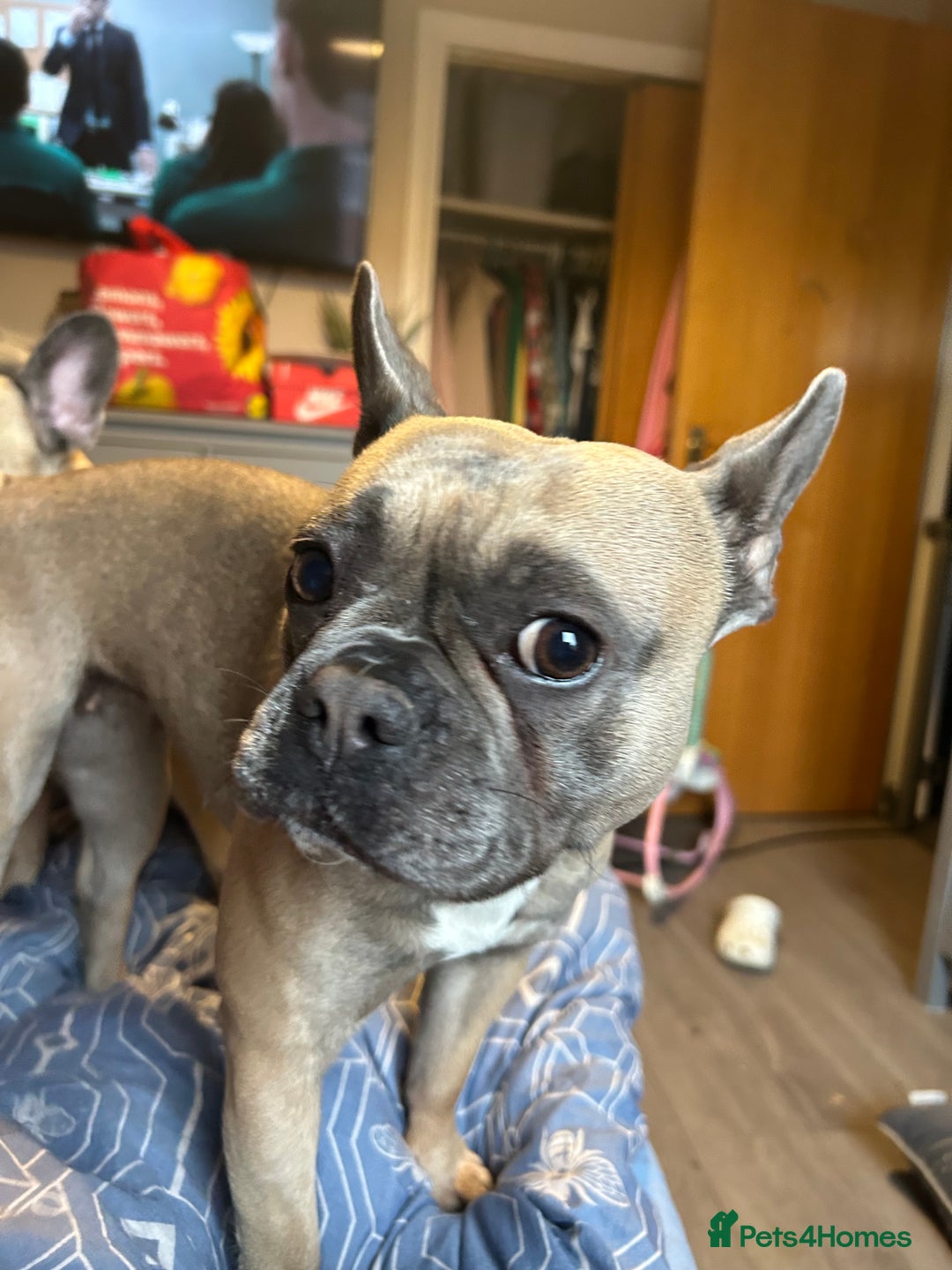 French Bulldog dogs for sale: Lilac French bulldog puppies  - Advert 9