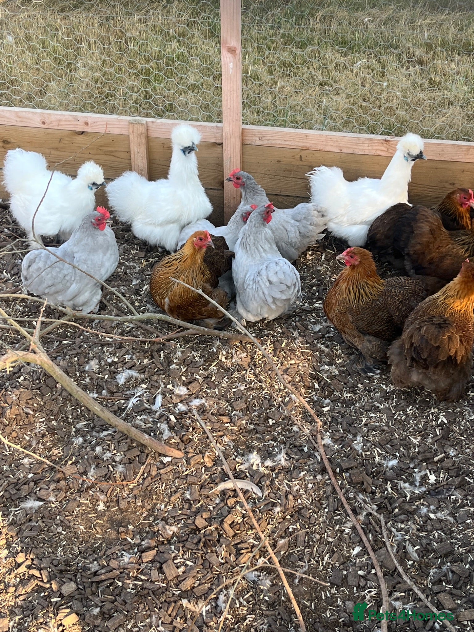Chickens poultry Laying silkies and pekins - Advert 1