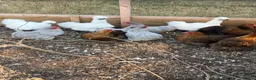 Chickens poultry for sale: Laying silkies and pekins - Advert 1