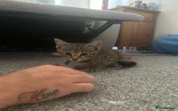 American Shorthair cats for sale: 3 Tabby boy kittens  - Image 2