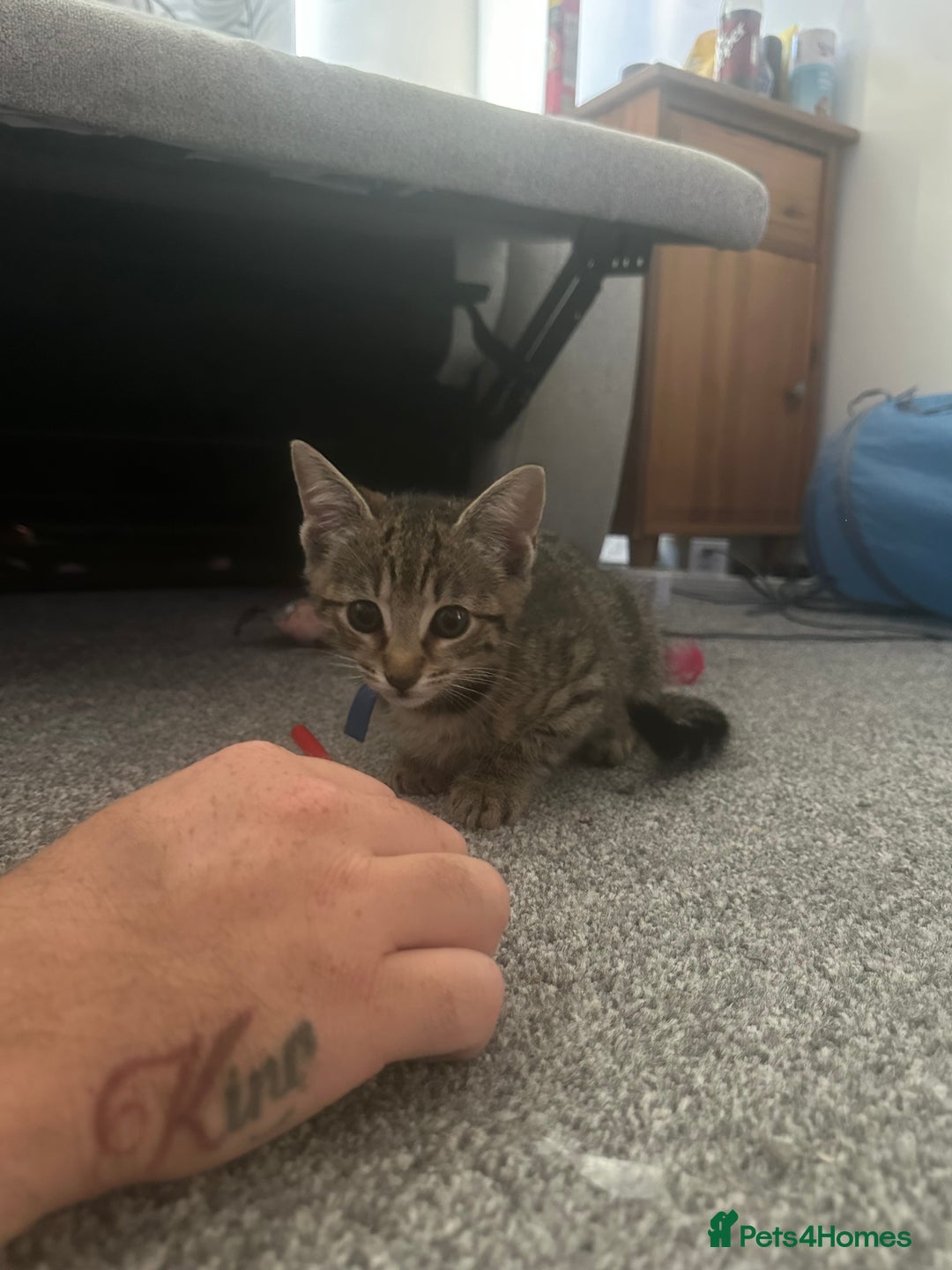 American Shorthair cats for sale: 3 Tabby boy kittens  - Image 2