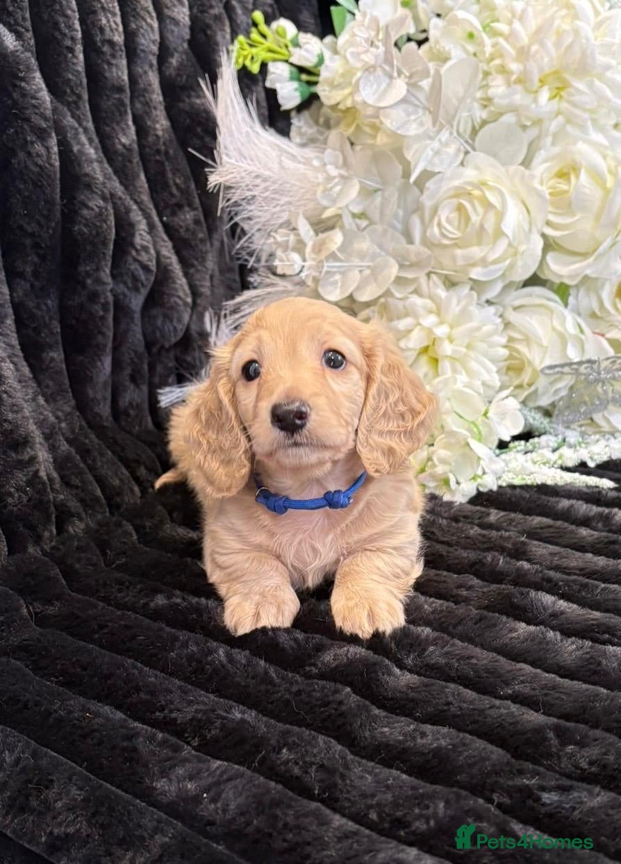 Miniature Dachshund dogs Stunning kc reg miniture dachshund - Advert 1