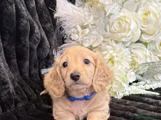 Miniature Dachshund dogs Stunning kc reg miniture dachshund - Advert 1