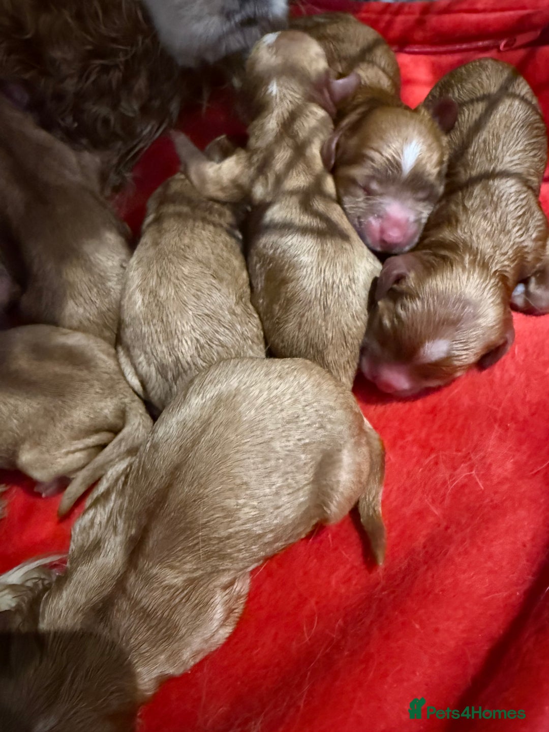 Cavapoo dogs for sale: Beautiful Health Tested F1 Cavapoos 🐶 - Image 4