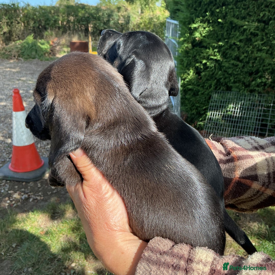 Dachshund dogs for sale: Dachshunds pure bred puppies for sale - Image 4