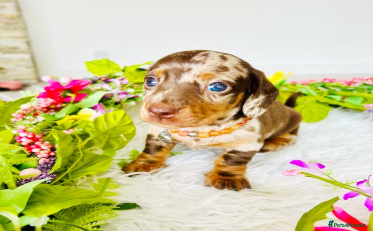 Miniature Dachshund dogs - Advert 4