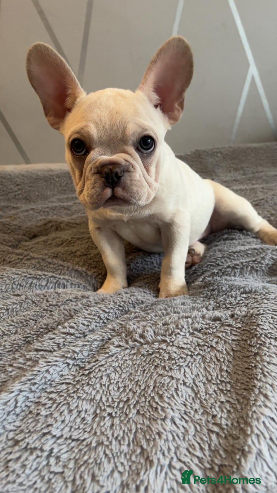 French Bulldog dogs for sale: Frenchy girls - Advert 7