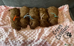 Toy Poodle dogs for sale: EXTENSIVE HEALTH TEST KC RED TOY POODLES LICENSED - Image 10