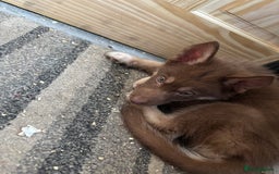 Shepsky dogs for sale: Shepsky - Image 18