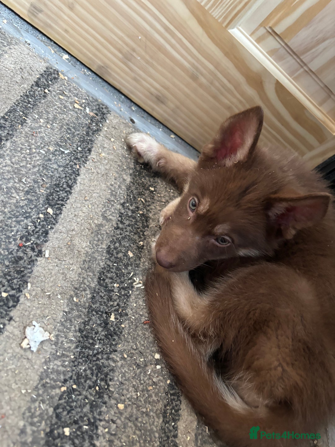 Shepsky dogs for sale: Shepsky - Image 18