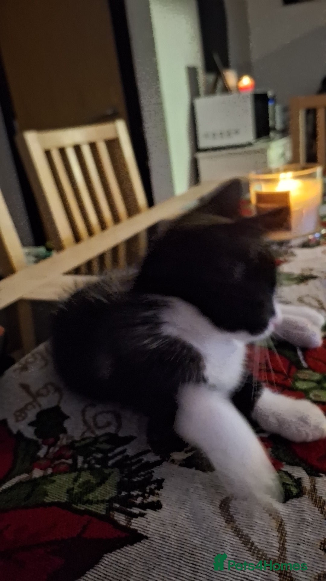 Mixed Breed cats for sale: Male kitten  - Advert 3