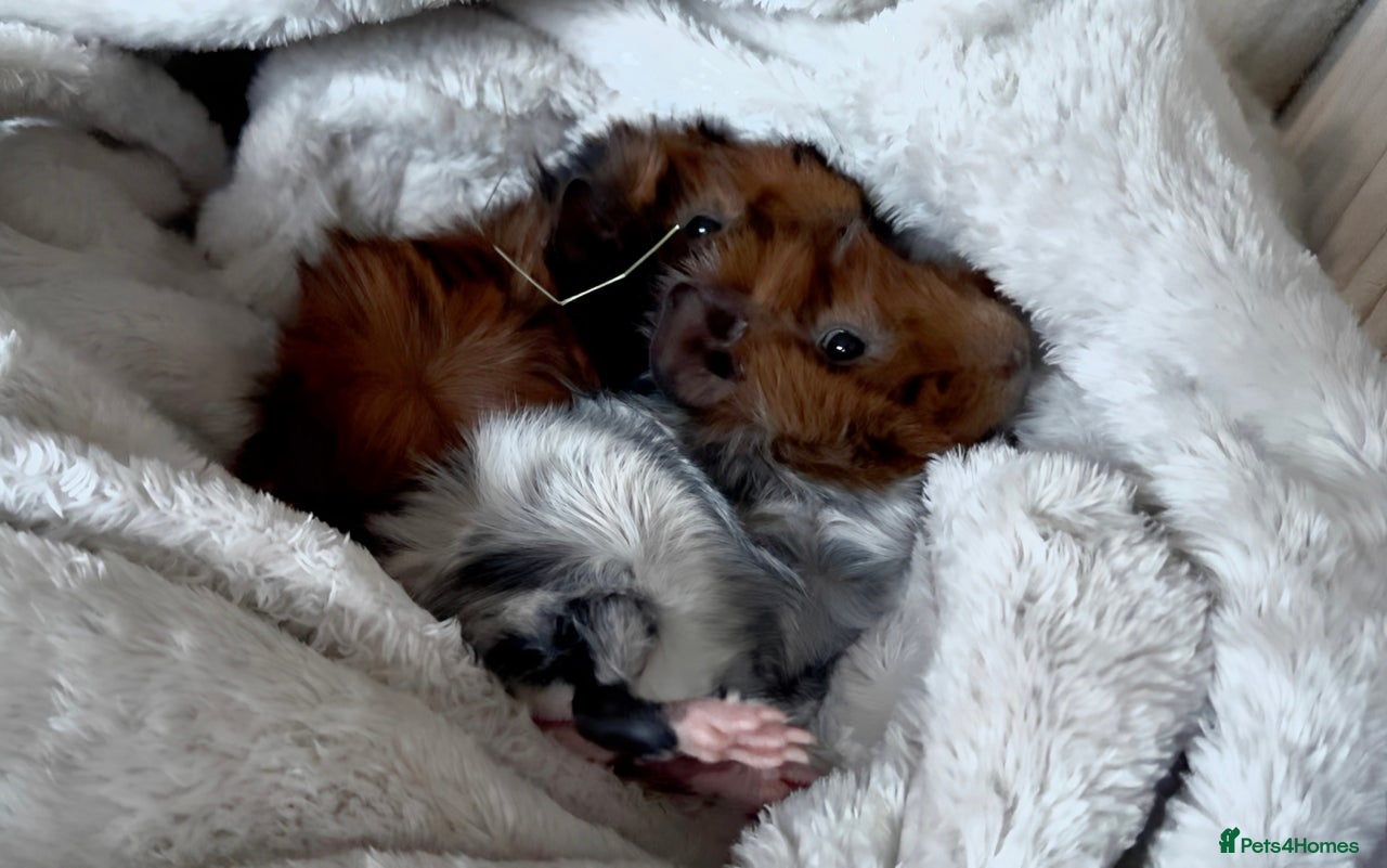 Guinea Pig rodents Abyssinian Boy Guinea pigs x2 - Advert 2