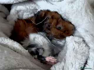 Guinea Pig rodents Abyssinian Boy Guinea pigs x2 - Advert 2