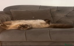 Persian cats for stud: PKD negative Himalayan Persian cat for stud only - Image 2