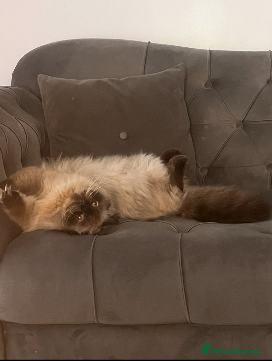 Persian cats for stud: PKD negative Himalayan Persian cat for stud only - Image 2