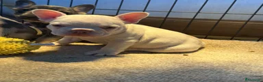 French Bulldog Puppy 1