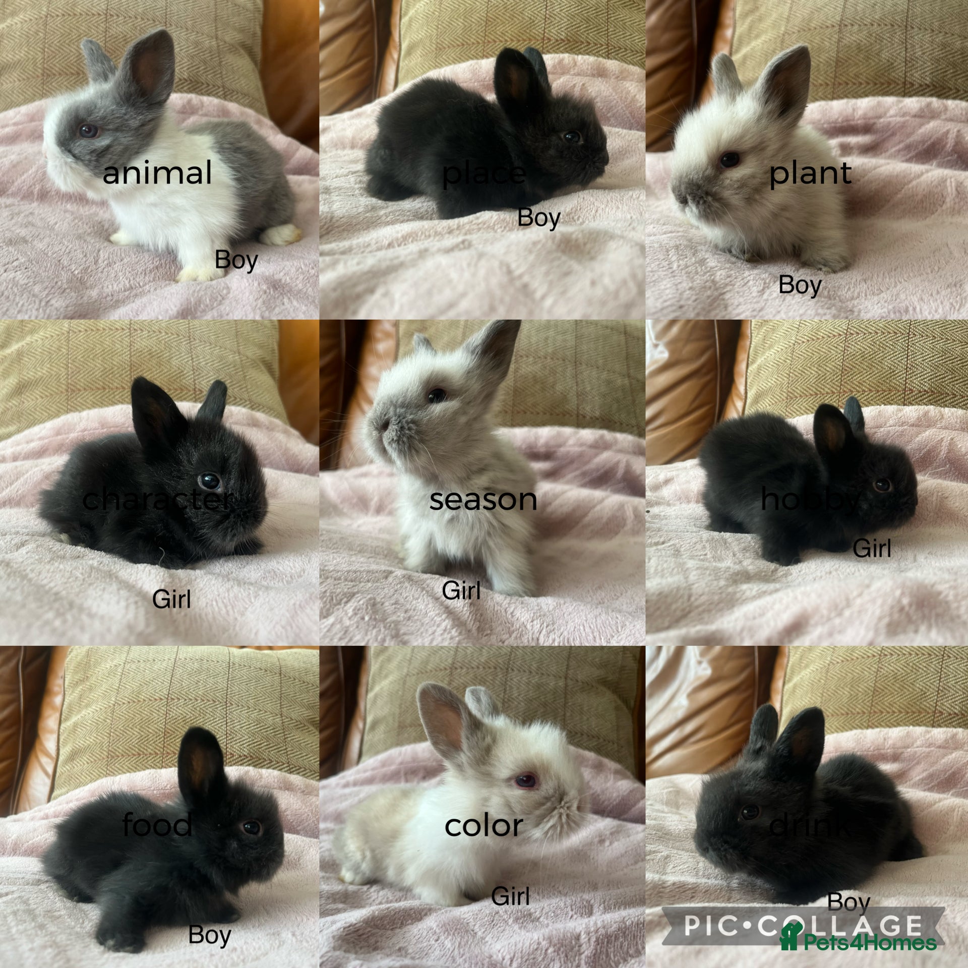 Lionhead rabbits Beautiful mini double maned lionheads bunnies  - Advert 1