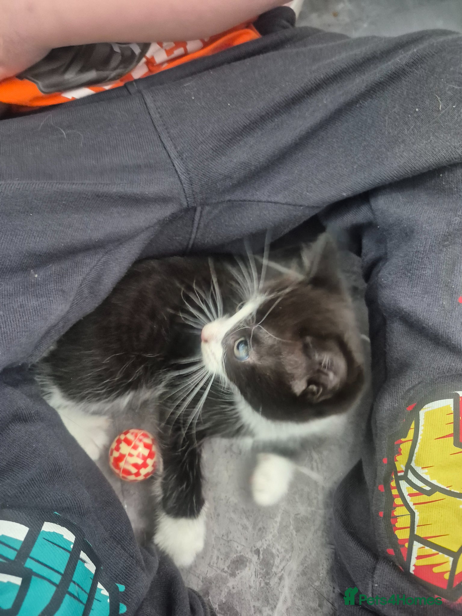 Mixed Breed cats Playful kittens 2f 1m - Advert 10