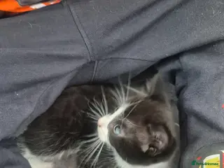 Mixed Breed cats Playful kittens 2f 1m - Advert 10